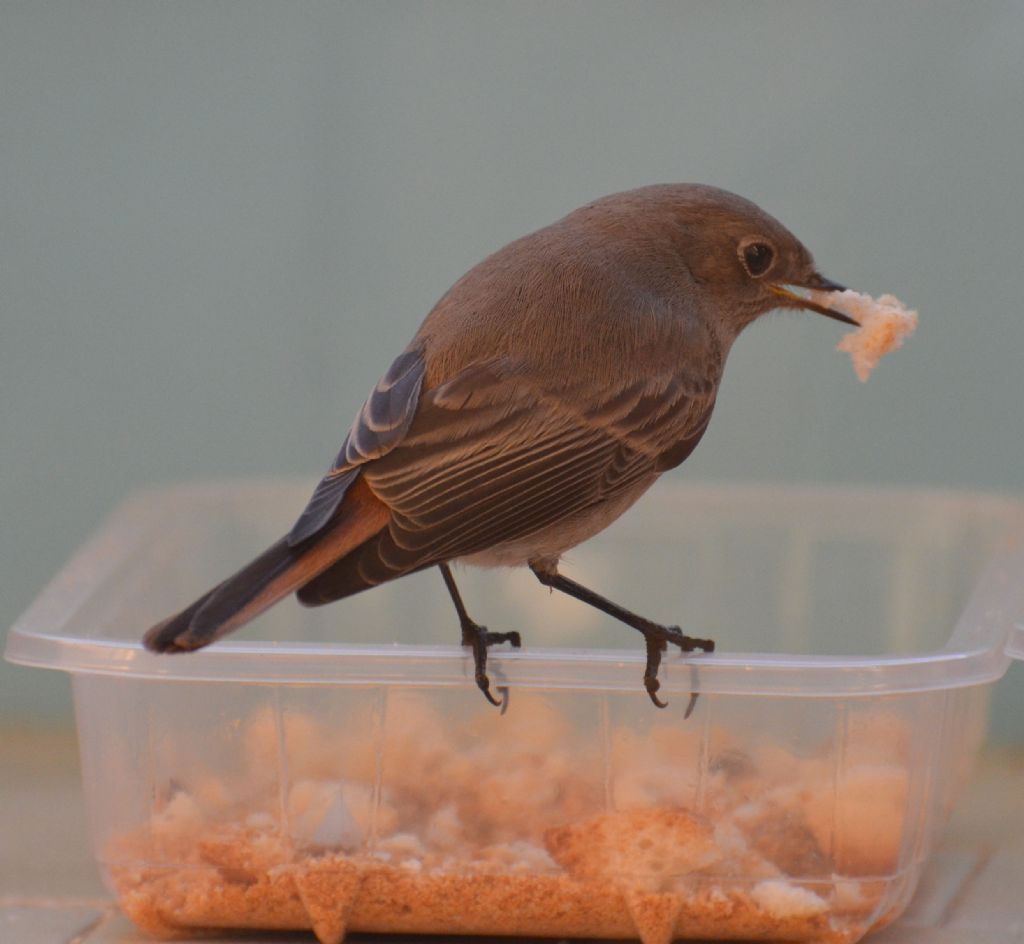 Femmina di codirosso spazzacamino